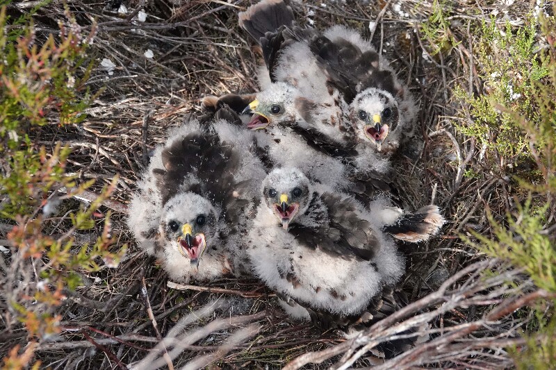 Hen Harriers doing well and starring on TV!
