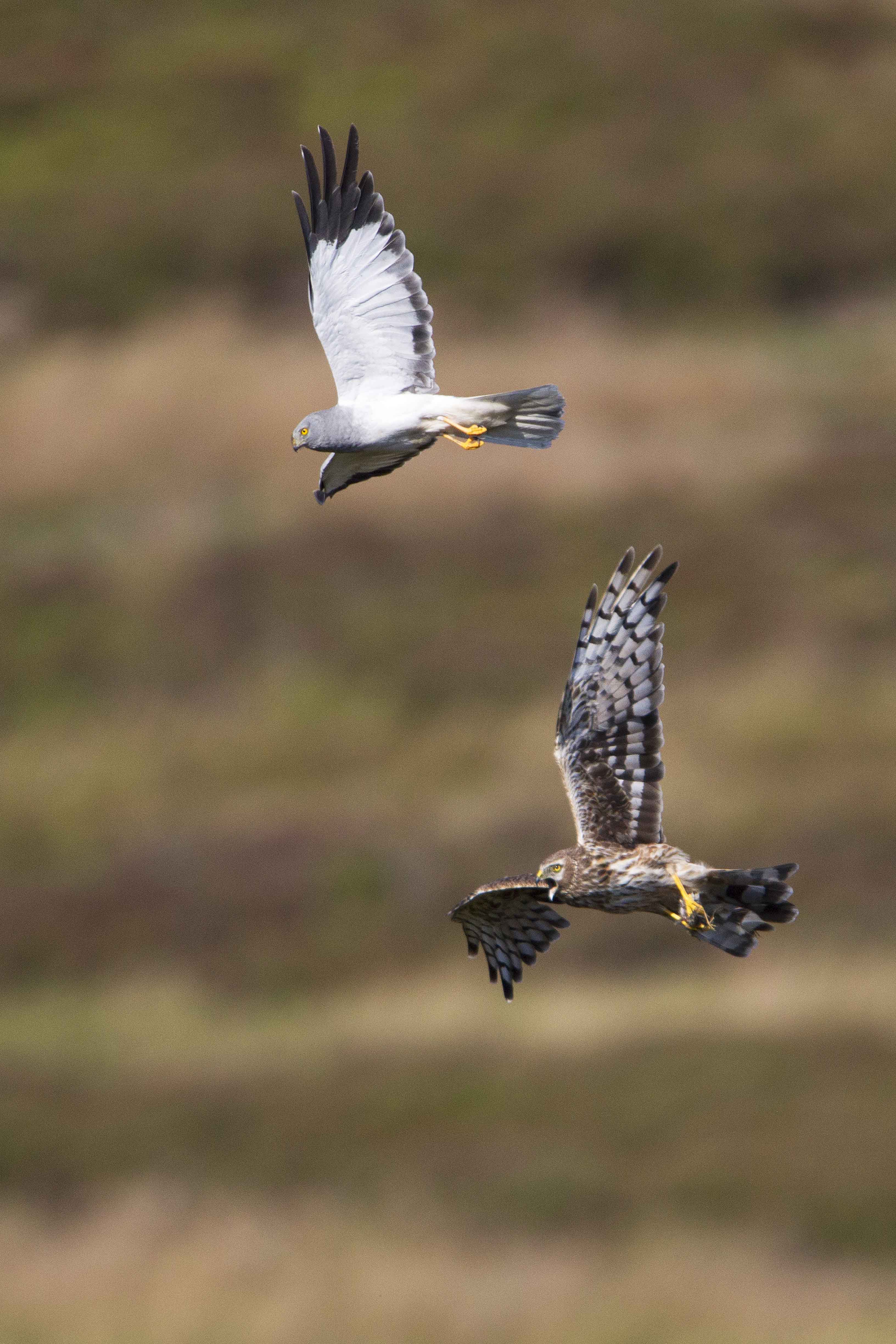 Hen-Harrier-male-and-female-food-pass-H8-2020-Keith-Offord-lo-res.jpg