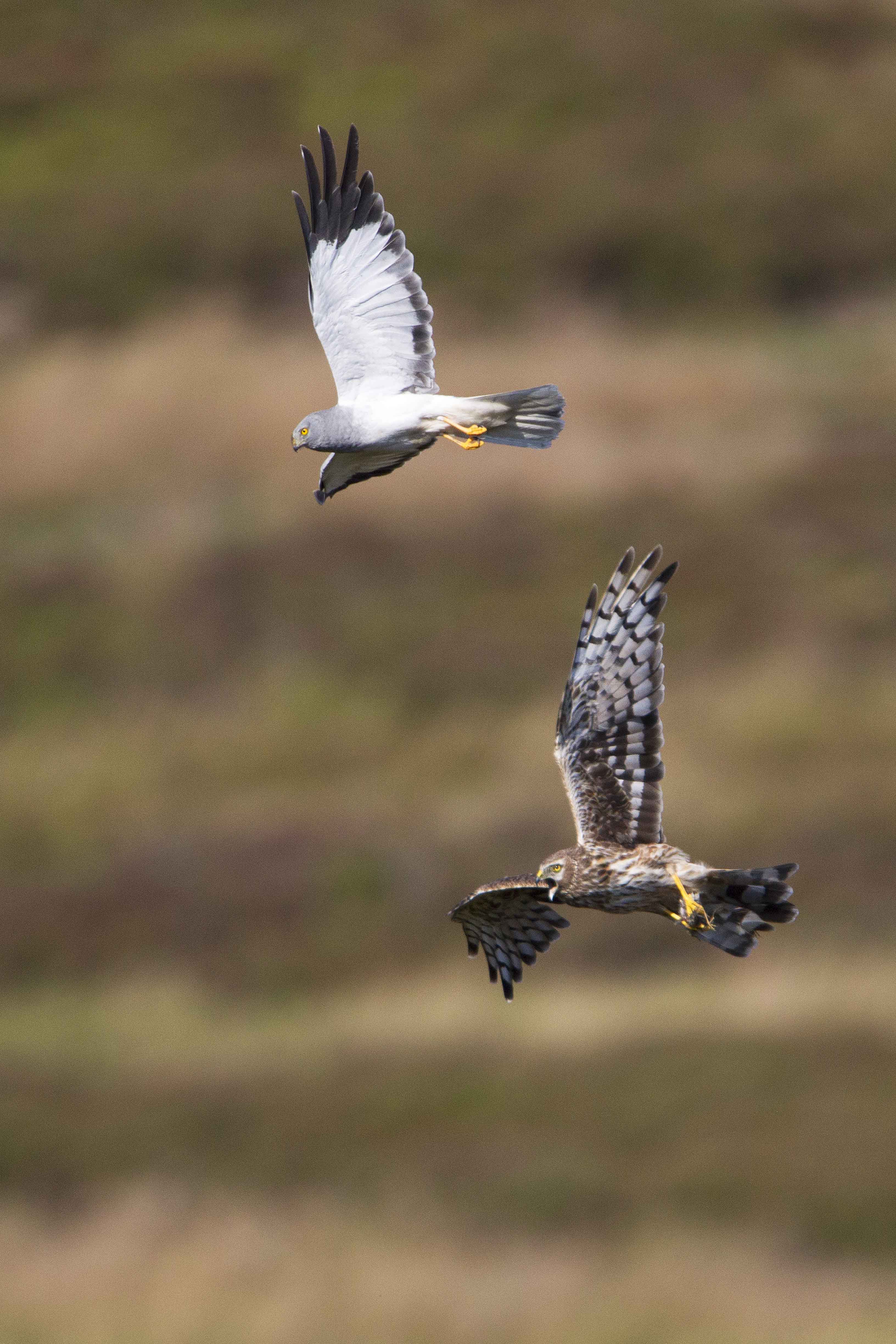 Hen-Harrier-male-and-female-food-pass-H8-2020-Keith-Offord-lo-roXBSZL.jpg