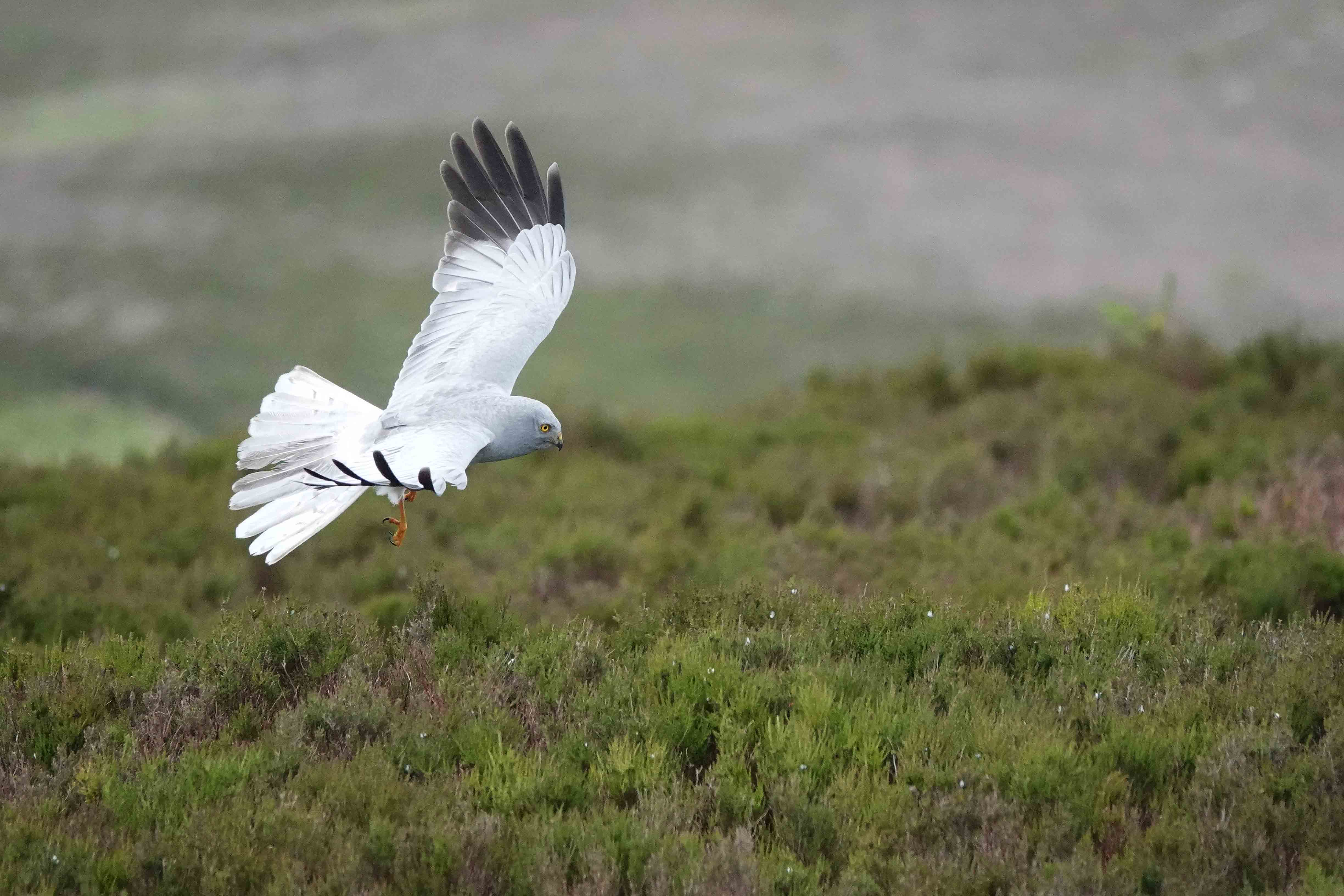 Hen-Harrier-male-flight-H148-2020-Keith-Offord-lo-res-yT1rlh.jpg