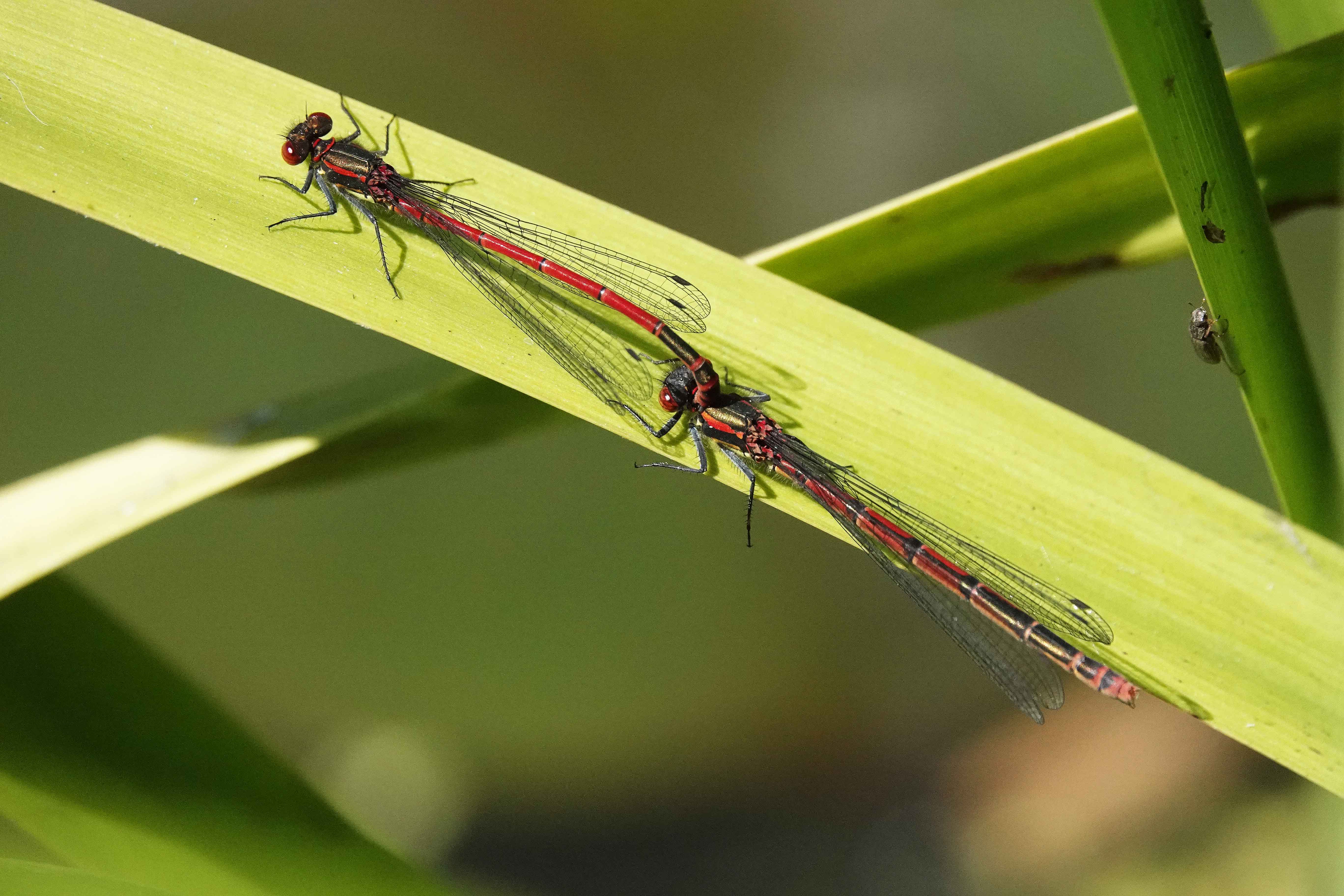 Large-Red-Damselfly-coupling-Shropshire-2020-Keith-Offord-lo-res.jpg