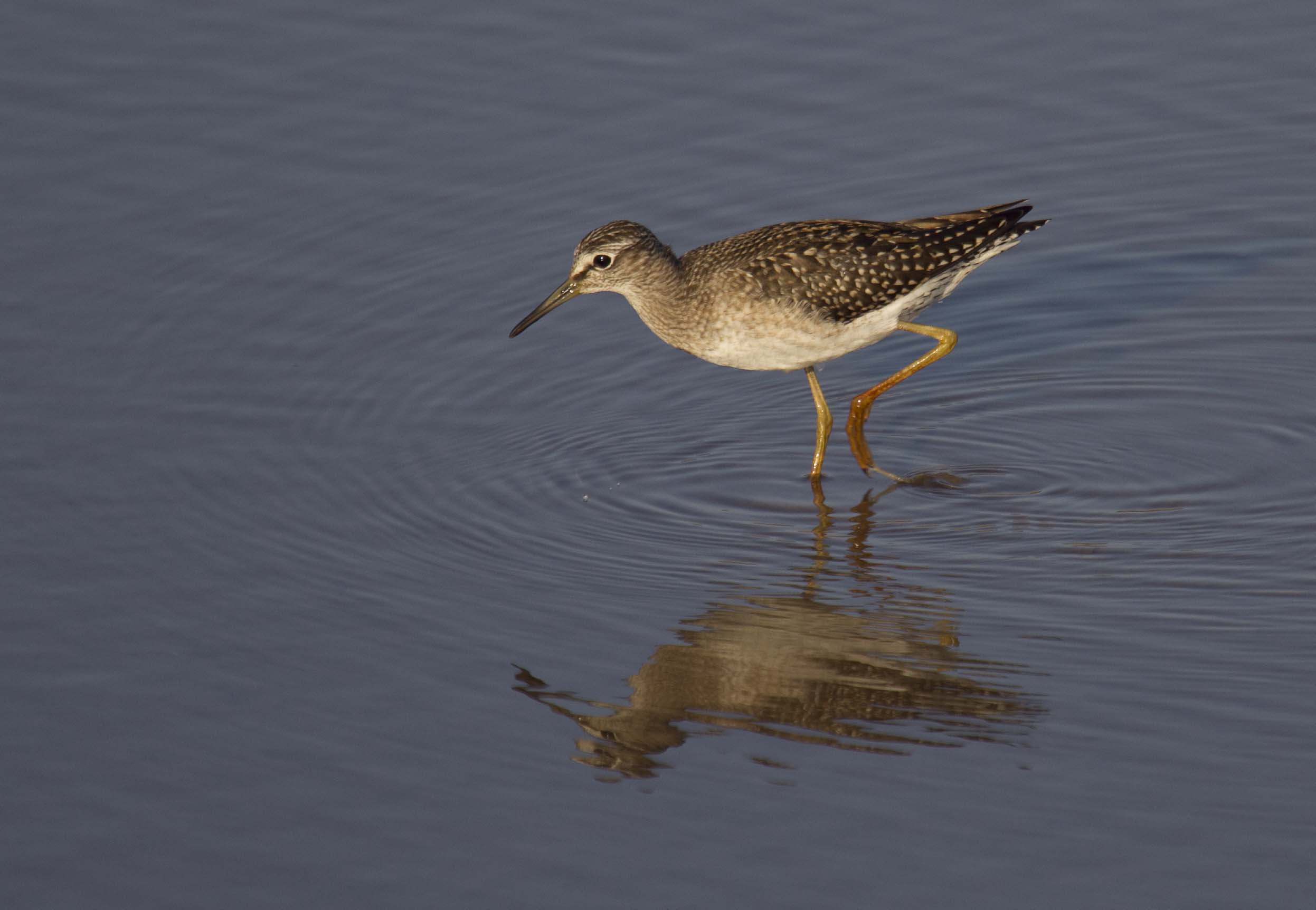 Wood-Sandpiper-Spain-2012-1-Keith-Offord.jpg