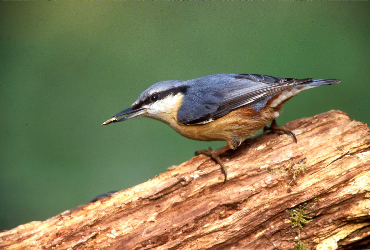 Beginners' Birdwatching - Higham Hall