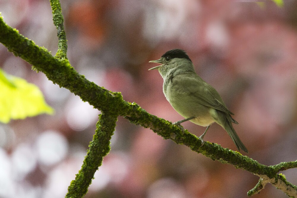 Bird Songs and Calls - Higham Hall