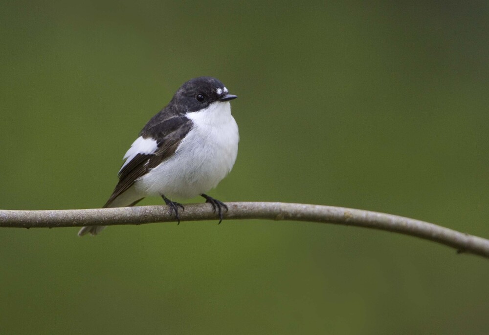 Lakeland Birds - Higham Hall 