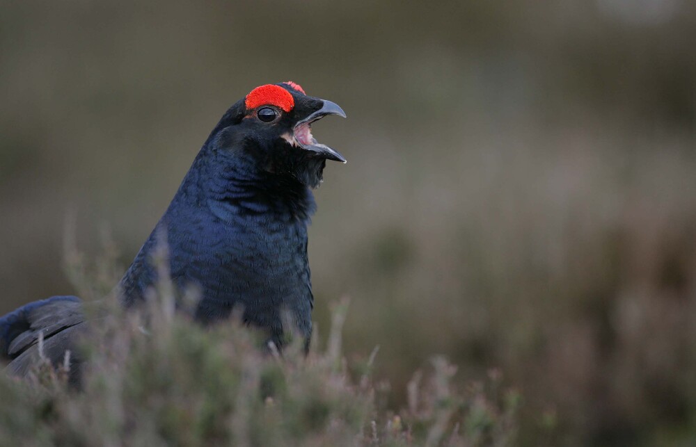 Wildlife through the Camera - Higham Hall