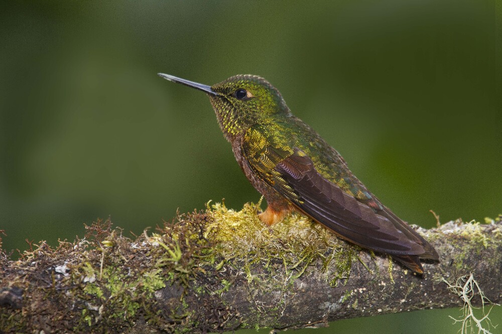 ECUADOR