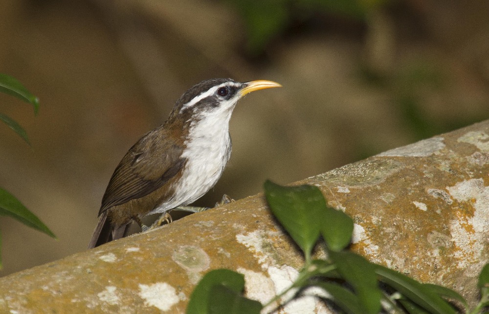 SRI LANKA