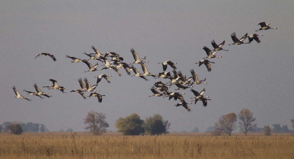 Somerset Levels