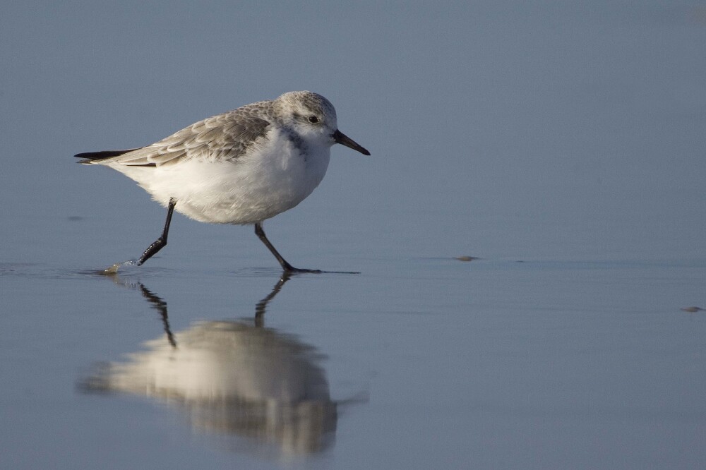 Waders and Wildfowl