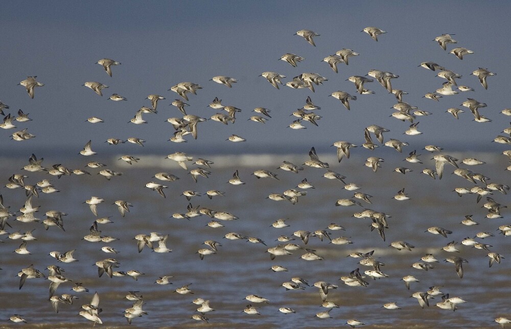 Winter Birds on Deeside