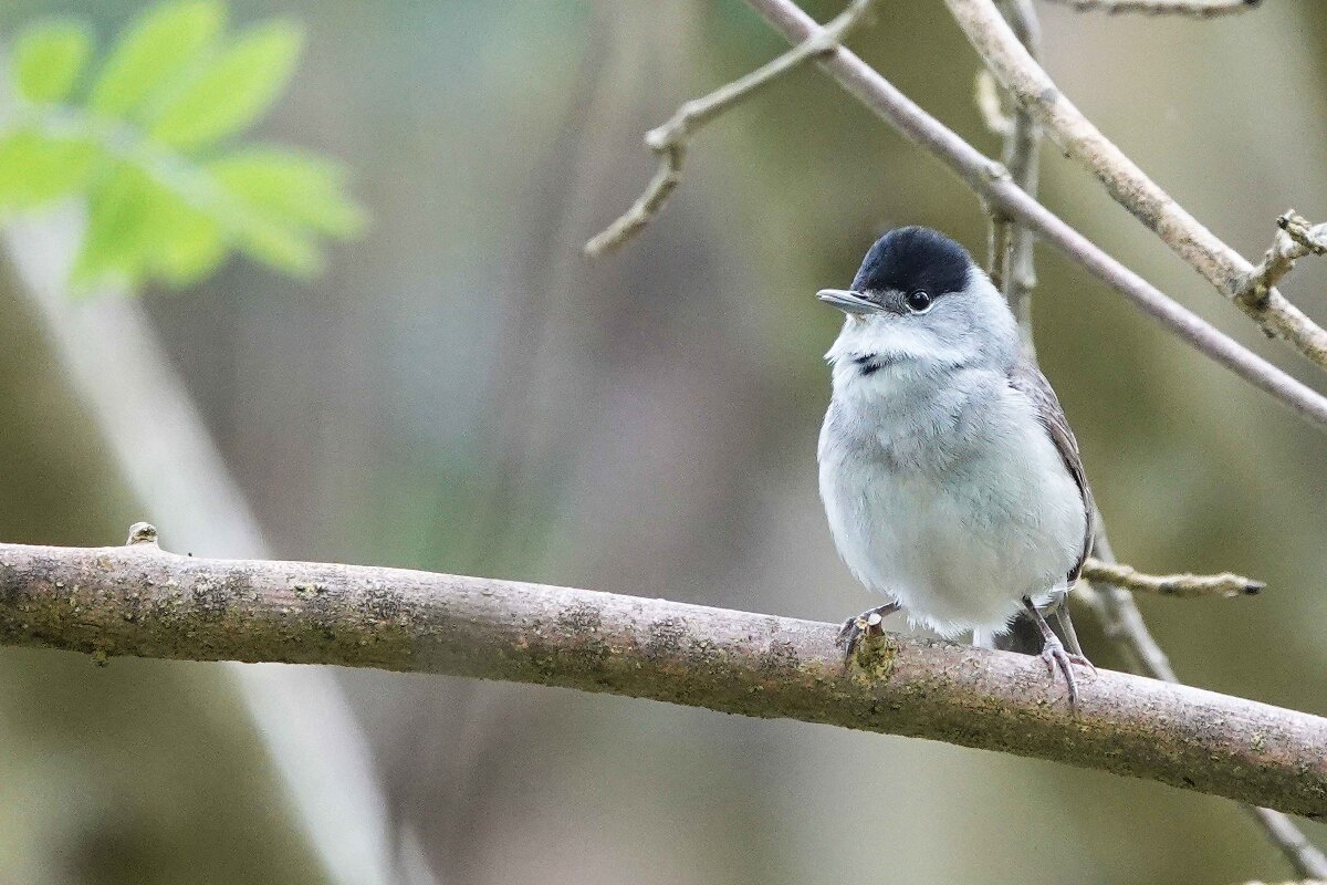 Blackcaps lead the chorus