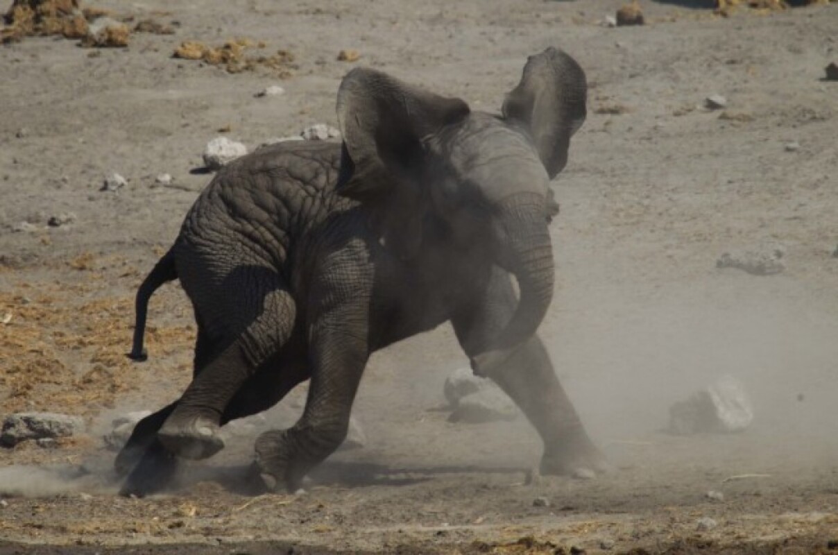Elephant Antics in Namibia