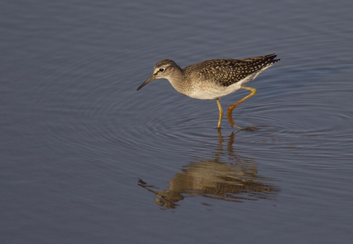 New online FSC Wader Identification Key