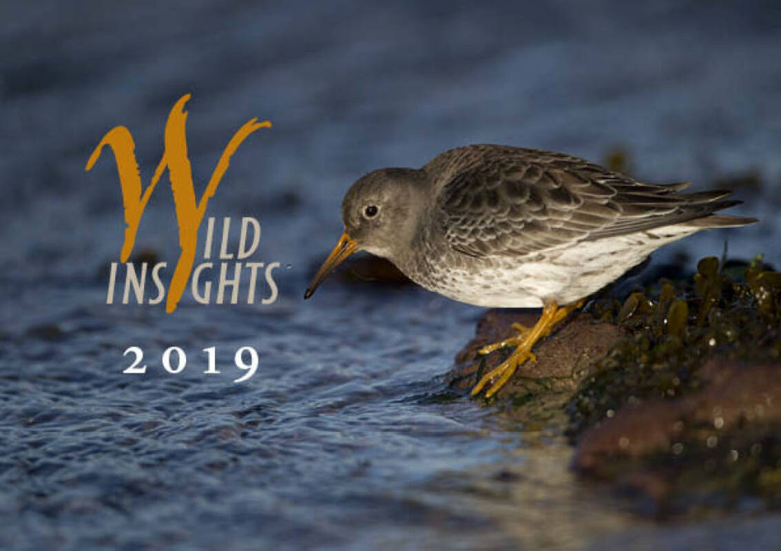 New Wild Insights Calendar - 2019