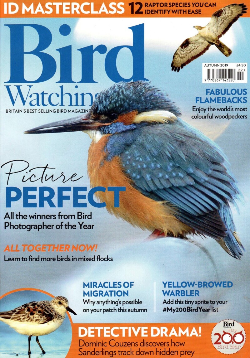 Raptor identification feature in Birdwatching Magazine
