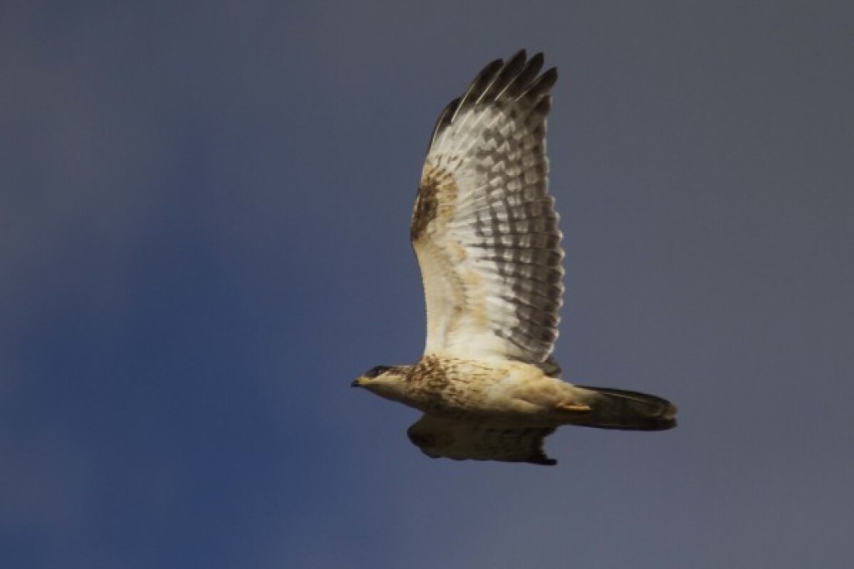 Raptors Galore in Andalucia