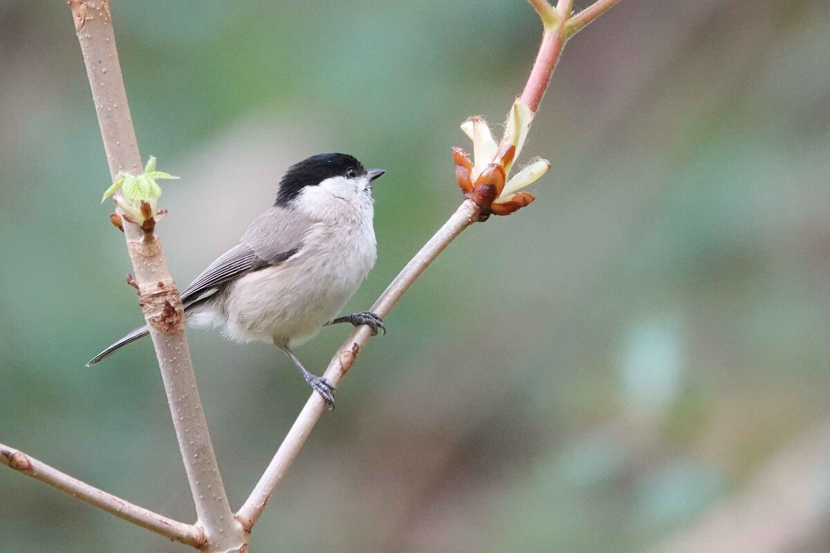 Who needs nest-boxes?