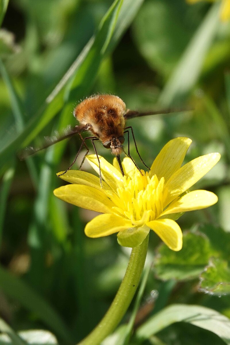 Wild Insects