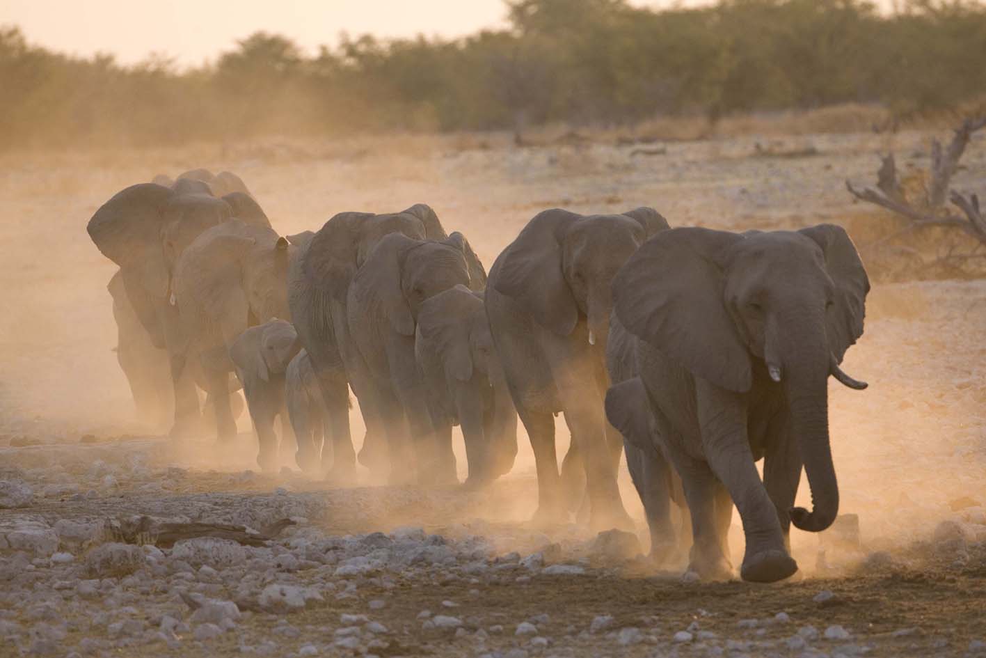 African-Elephants-Namibia-08-1-Keith-Offord-15cm.jpg