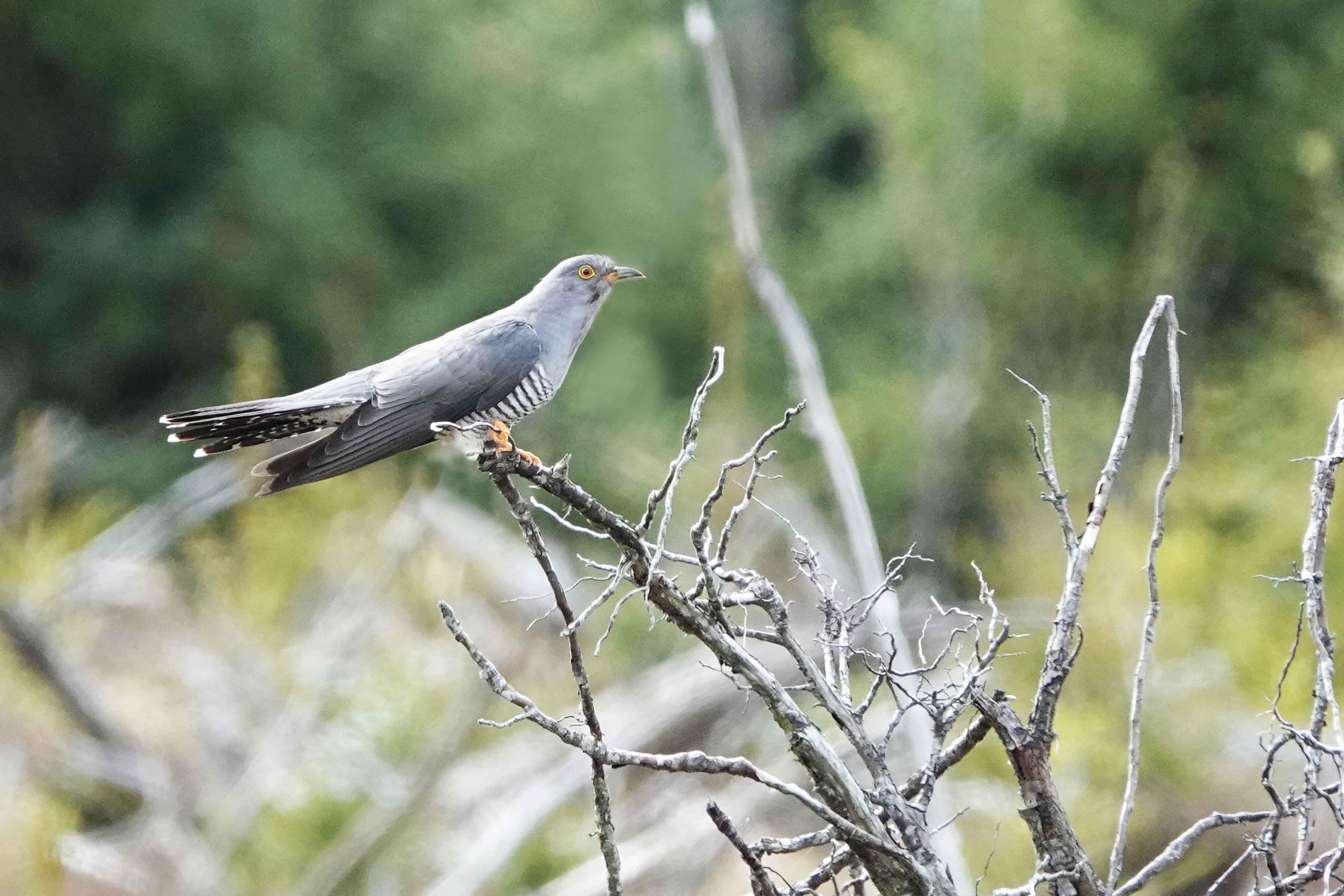 Eurasian-Cuckoo-1-Wales-2020-Keith-Offord-lo-res.jpg