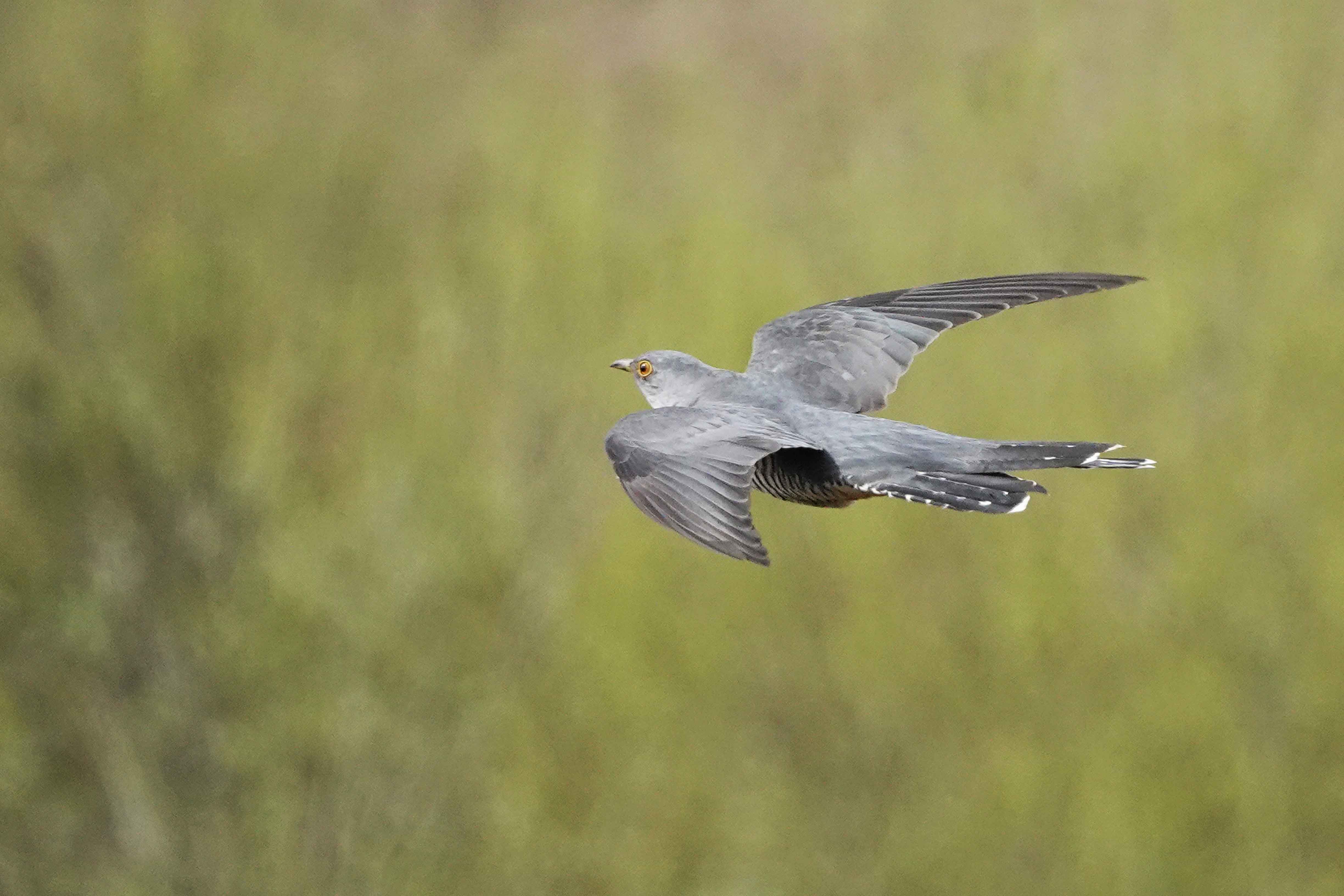 Eurasian-Cuckoo-flight-1-Wales-2020-Keith-Offord-lo-res.jpg