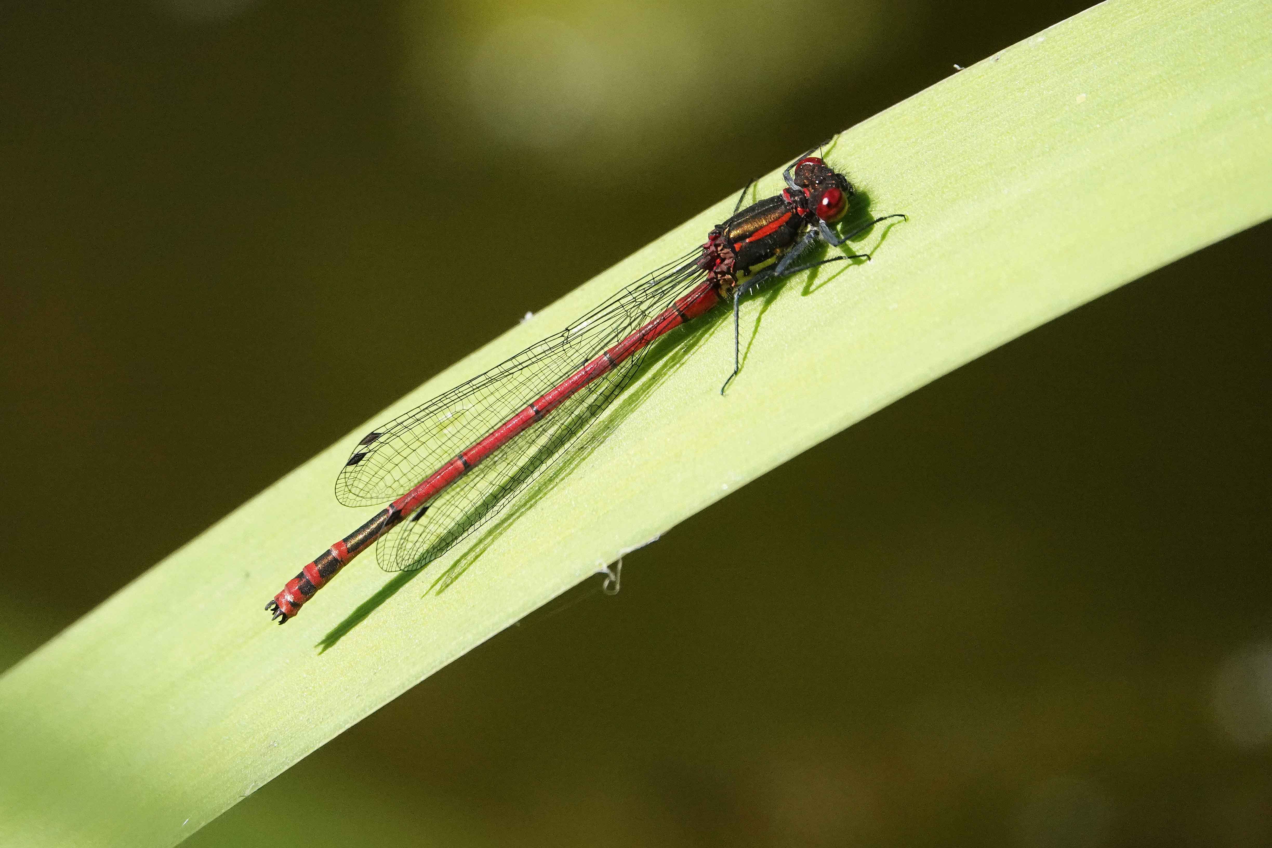 Large-Red-Damselfly-Shropshire-2020-Keith-Offord-lo-res.jpg