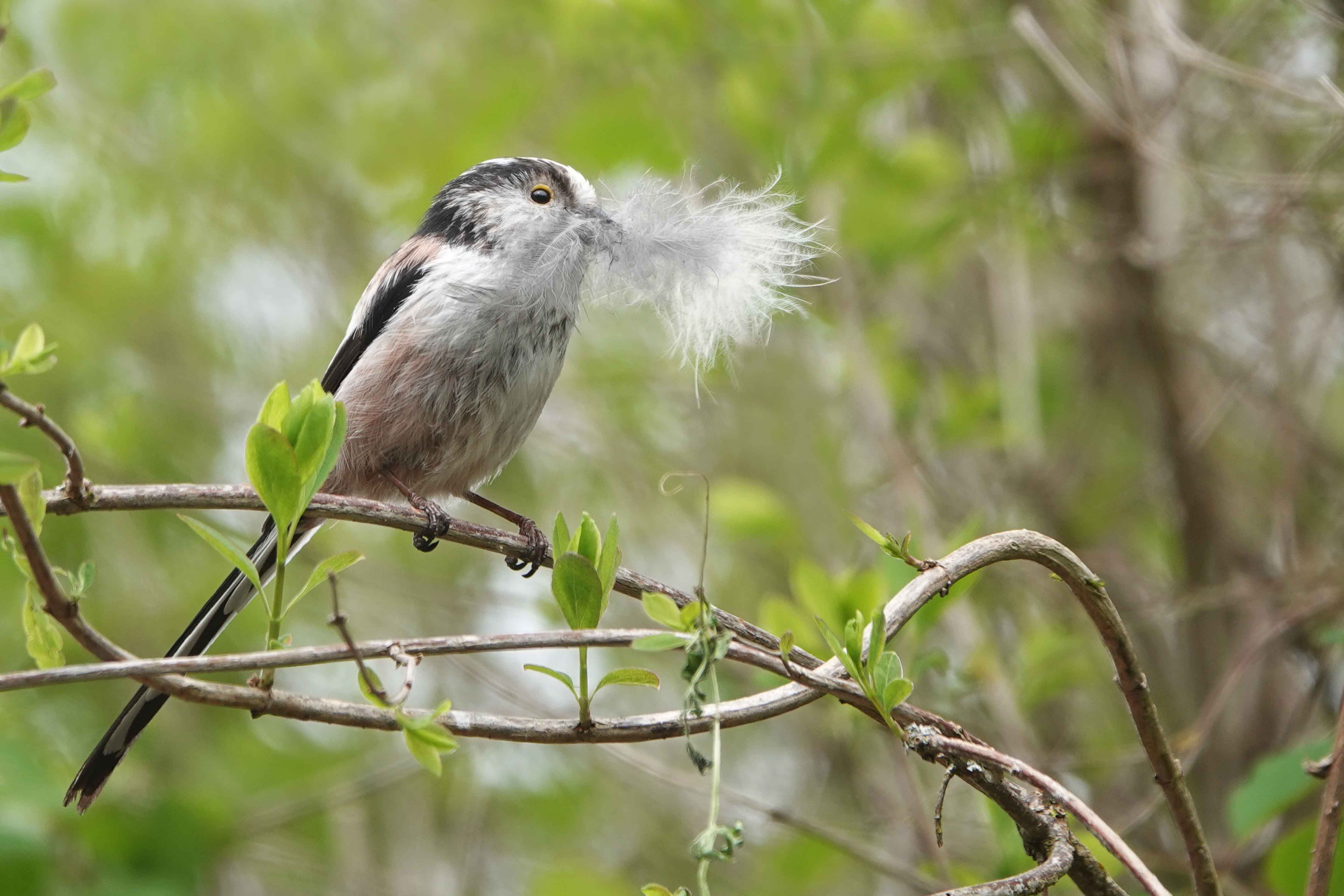 Long-tailed-Tit-Shropshire-2020-with-feather-2-Keith-Offord-lo-res.jpg