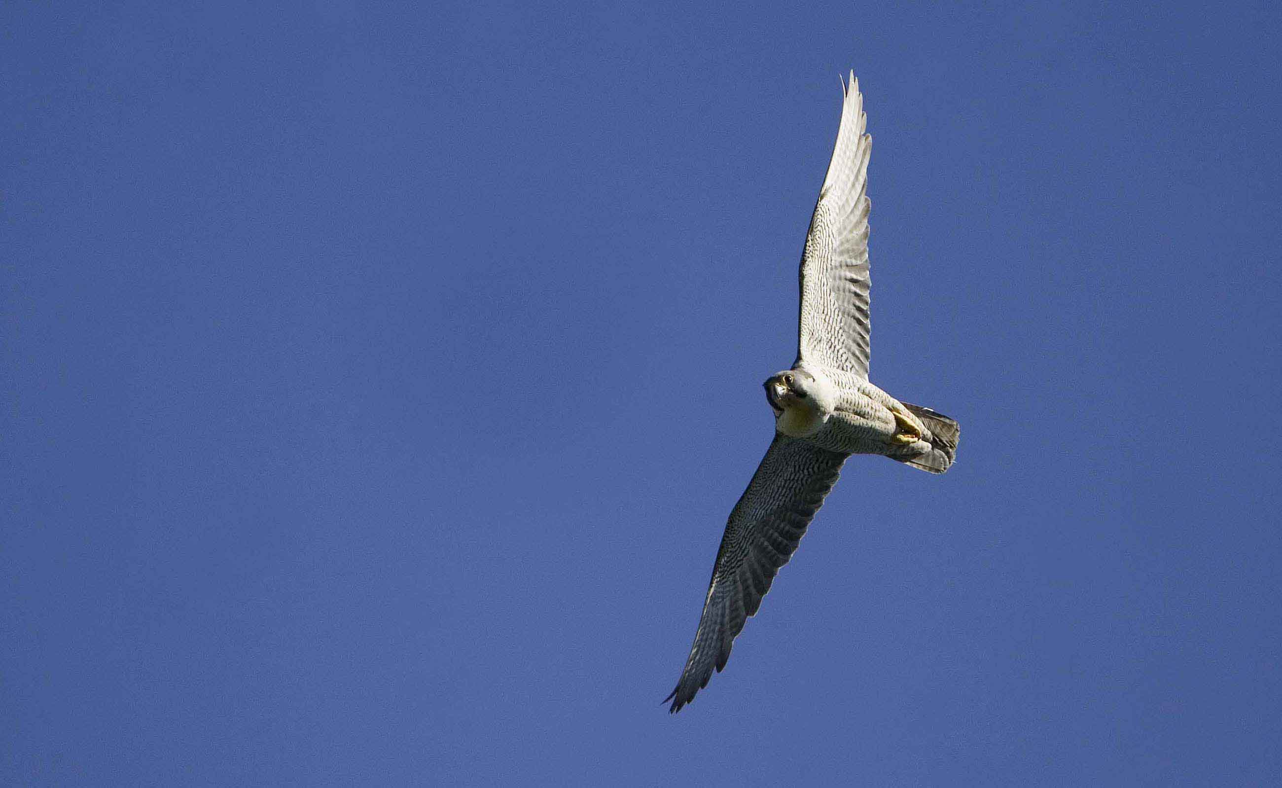 Peregrine-female-flight-Wales-09-4-low-res-Keith-offord.jpg