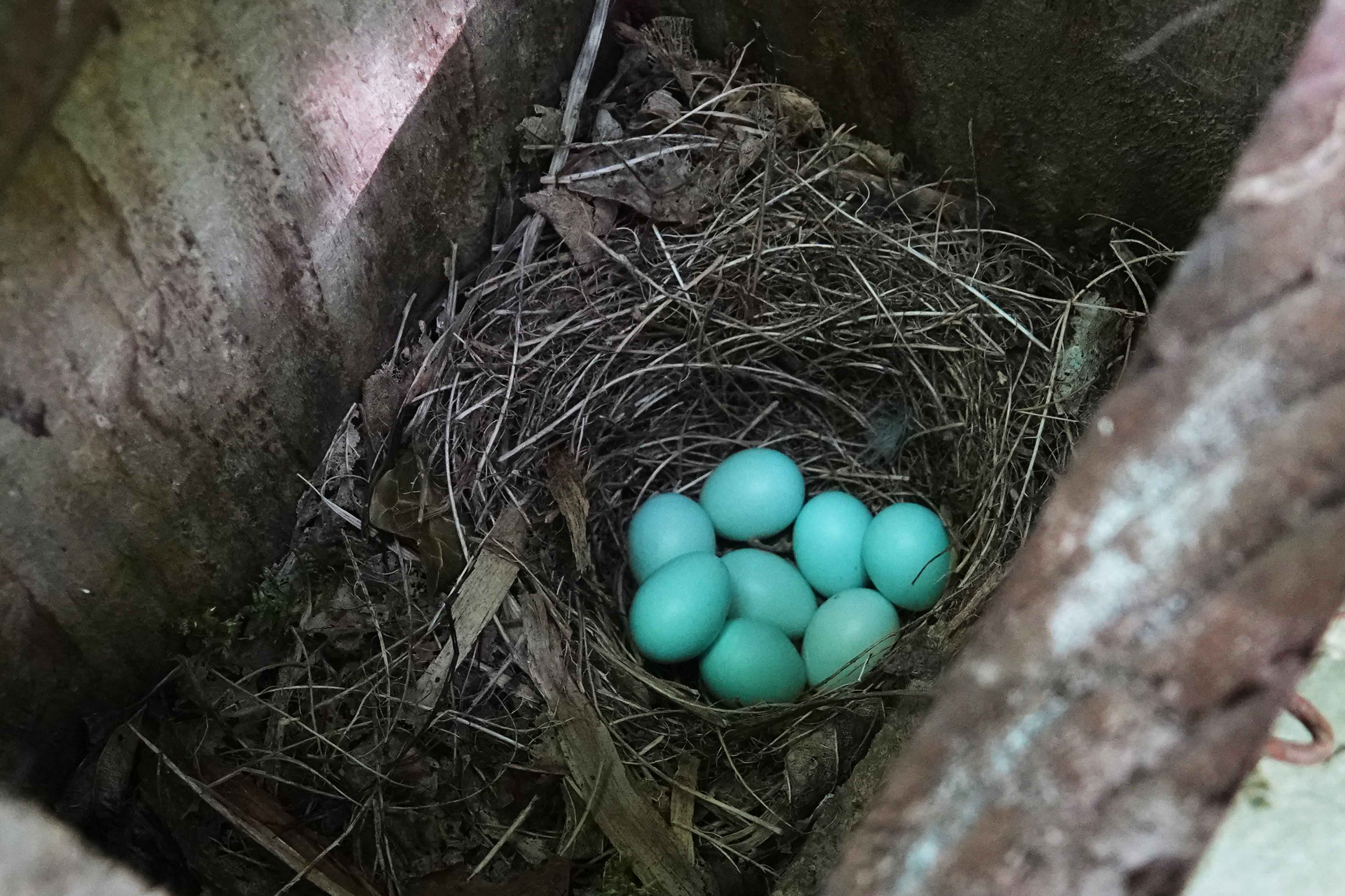 Pied-Flycatcher-020-nest-with-eggs-Keith-Offord-1-lo-res.jpg