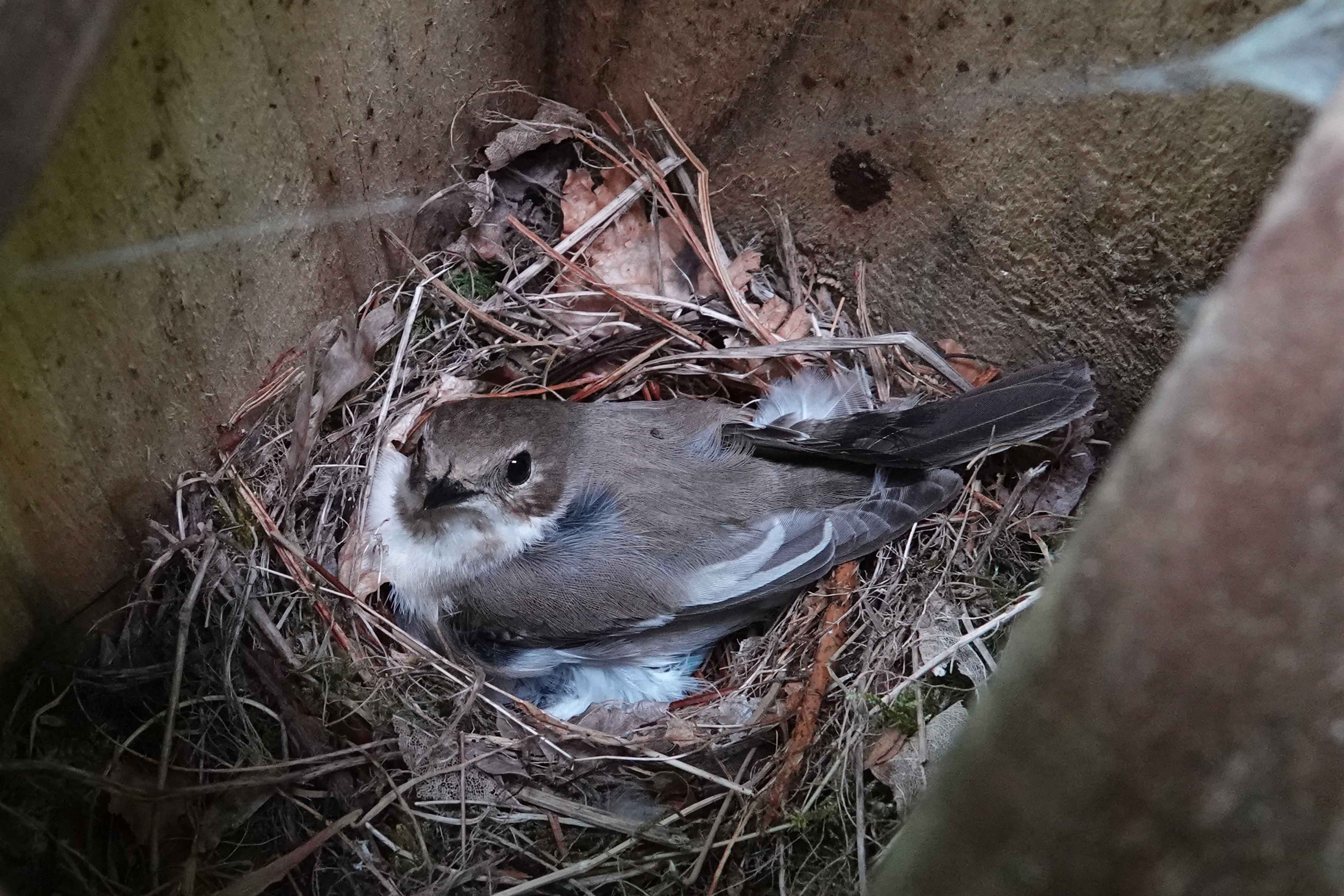 Pied-Flycatcher-female-Shropshire-020-on-nest-Keith-Offord-1-lo-res.jpg