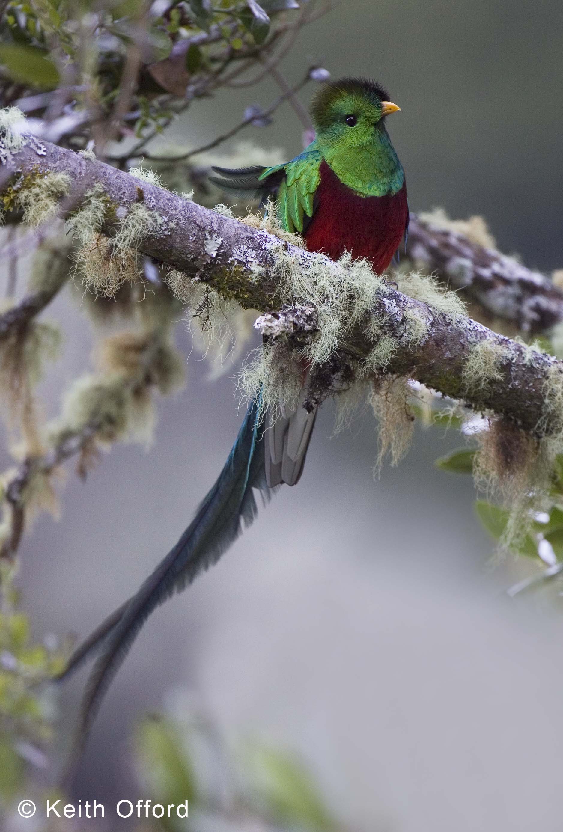Resplendent-Quetzal-1-Costa-Rica-09-CR.jpg