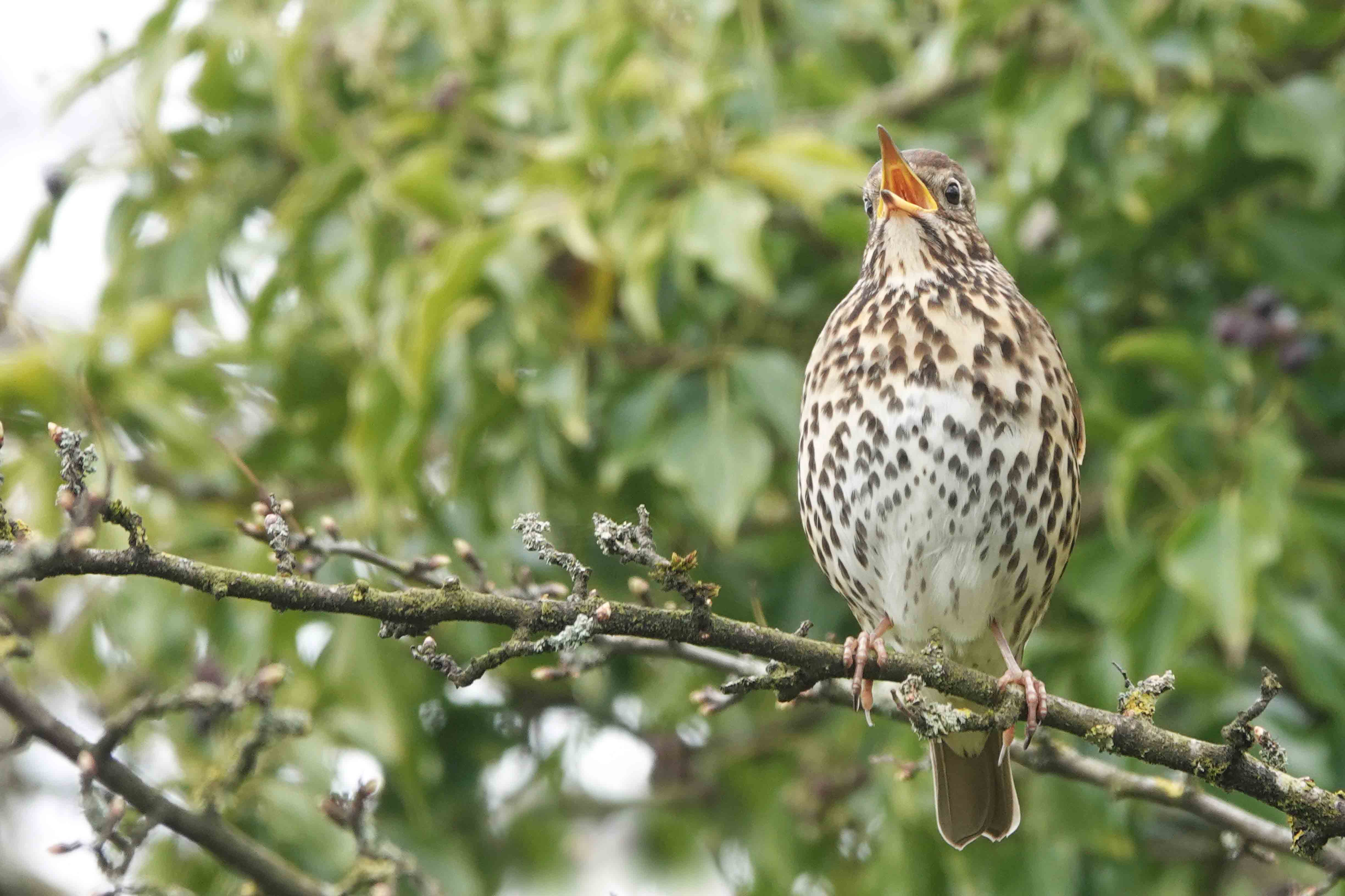 Song-Thrush-Shropshire-2-Keith-Offord-lo-res-VPTQgW.jpg