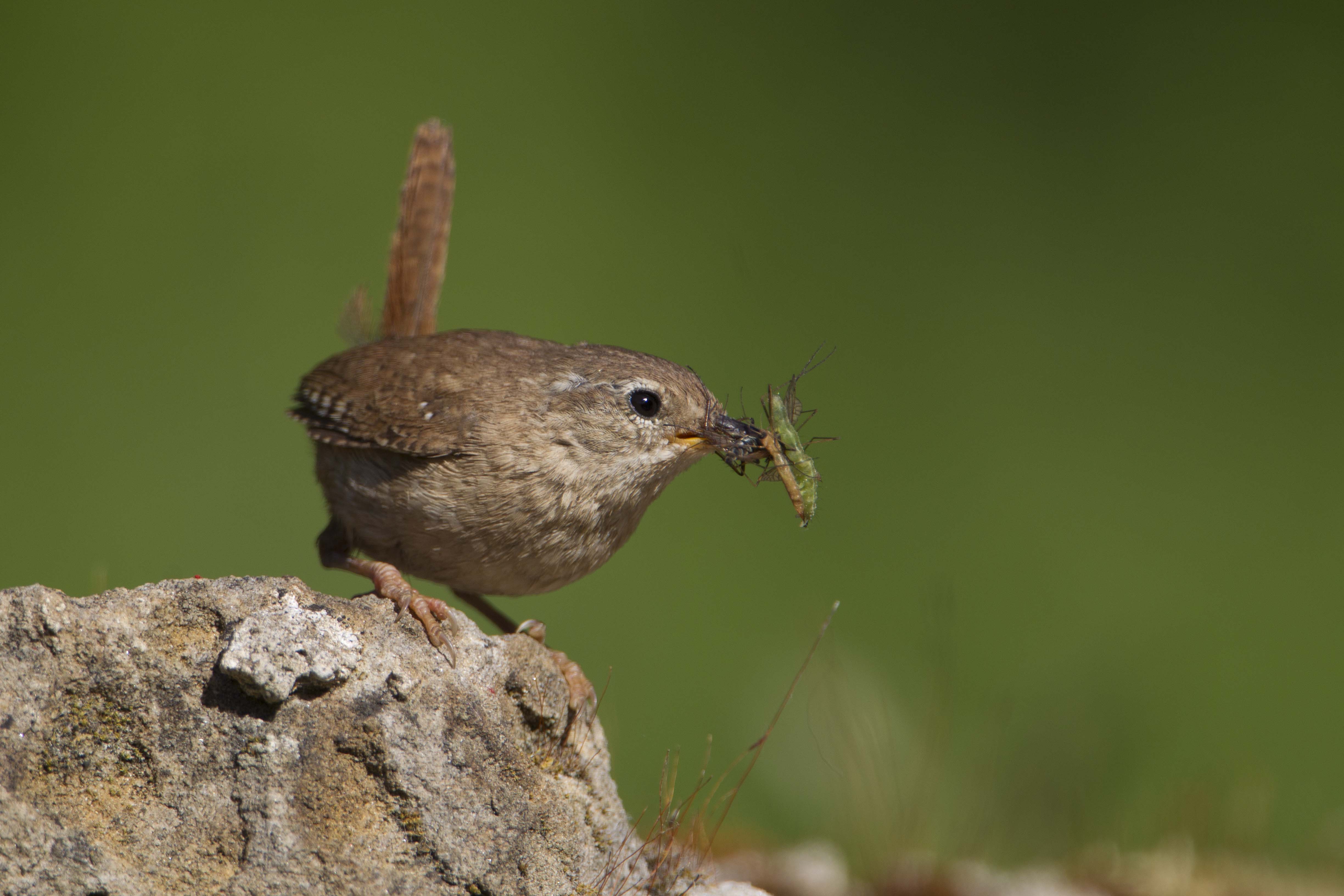 Winter-Wren-Shropshire-2020-3-Keith-Offord-med-res.jpg