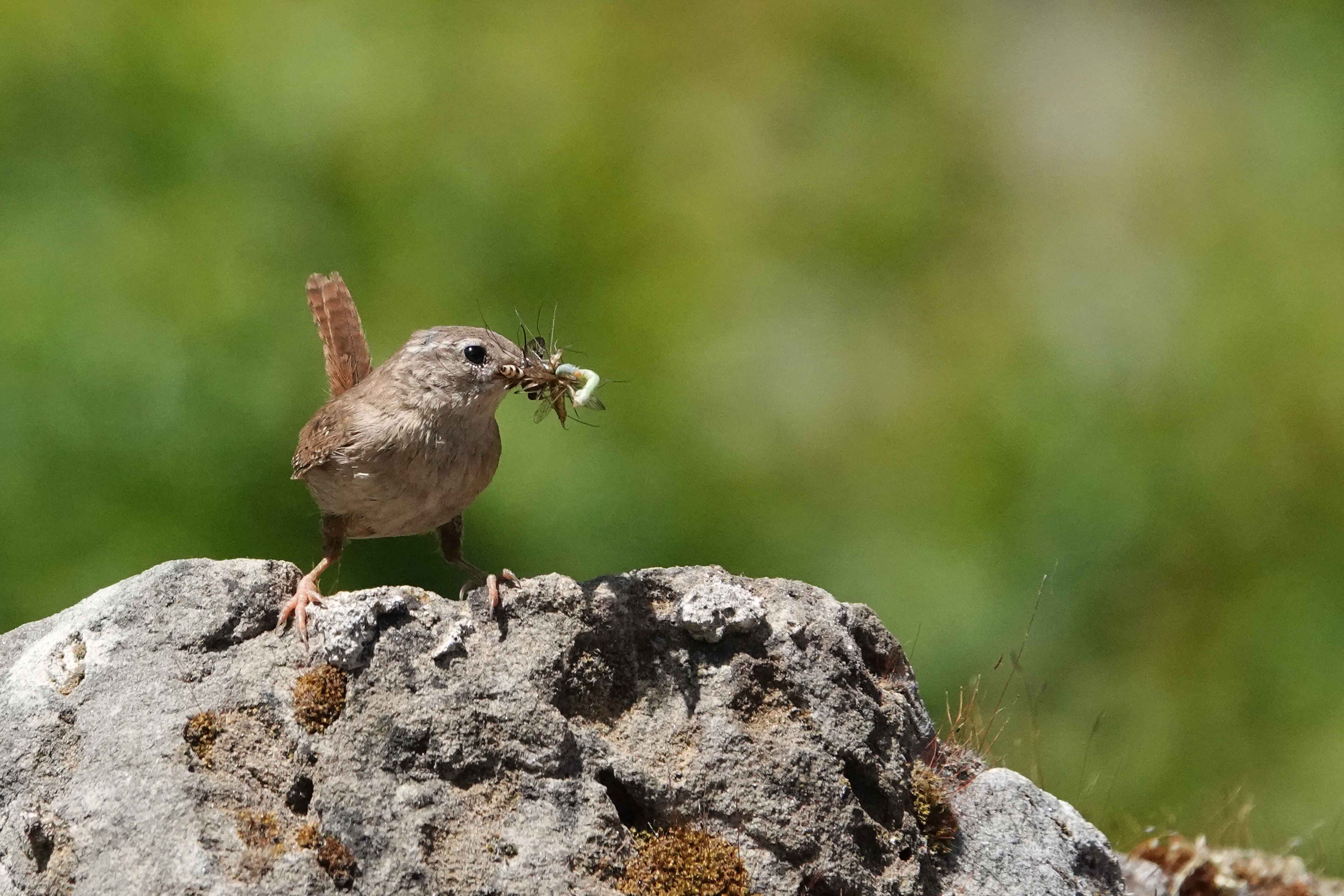 Winter-Wren-Shropshire-2020-Keith-Offord-lo-res.jpg