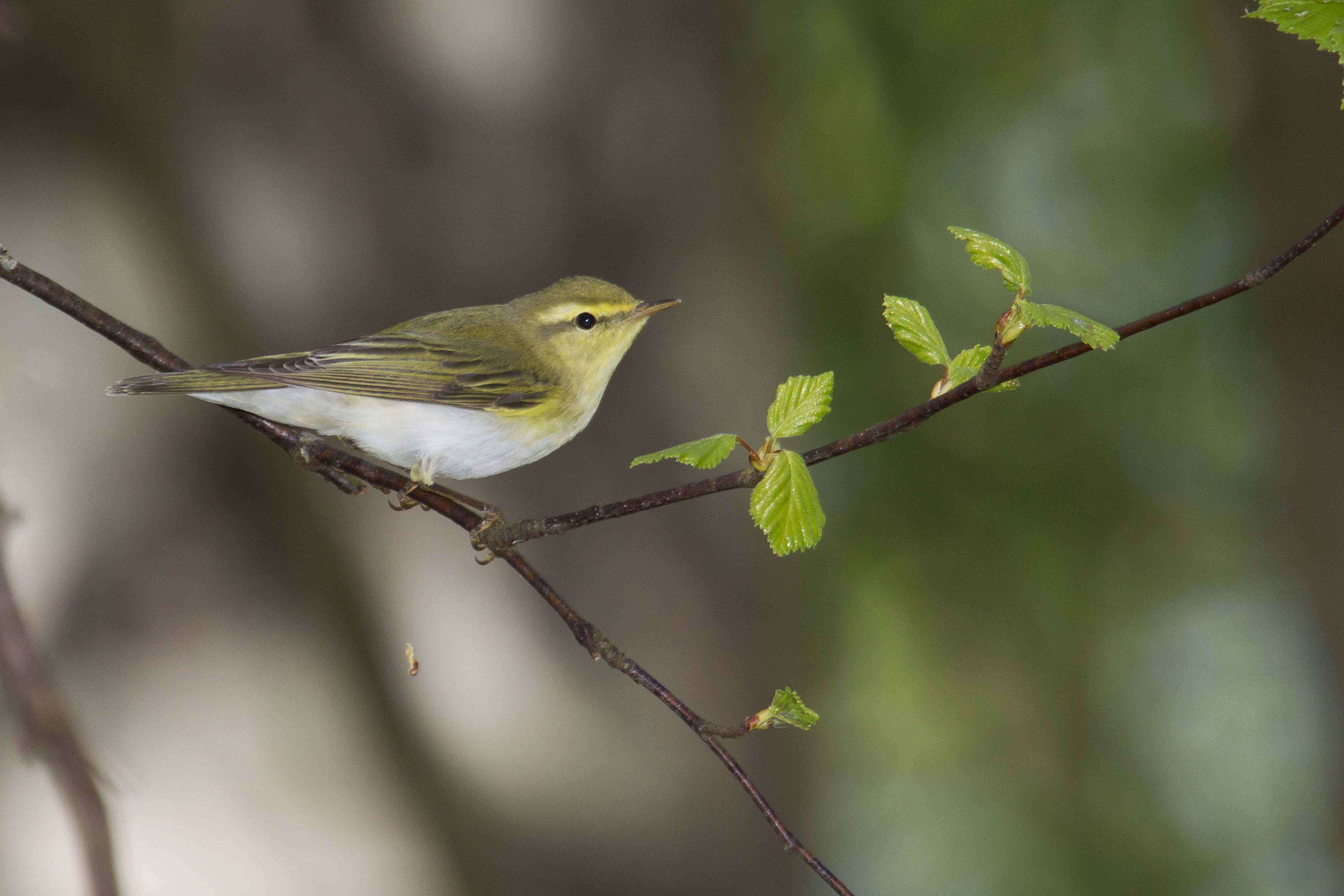 Wood-Warbler---Keith-Offord-6NhlVX.jpg